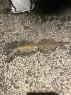ヤリイカの釣果