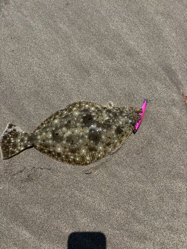 ソゲの釣果