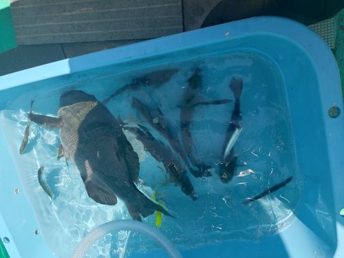 メジナの釣果