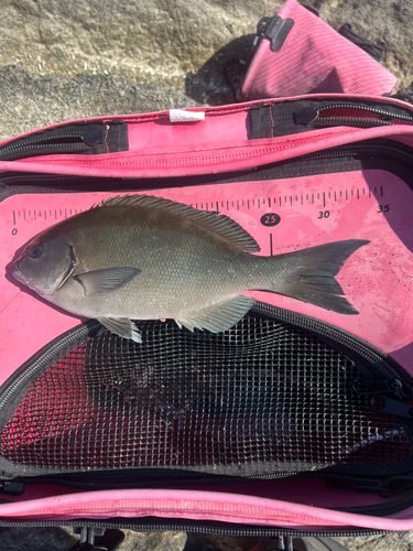 オナガグレの釣果