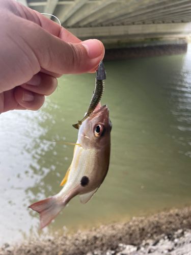 クロホシフエダイの釣果