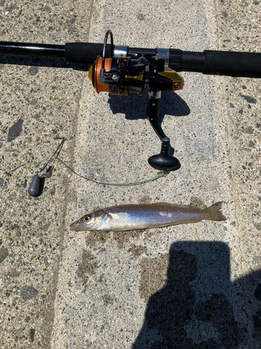 キスの釣果