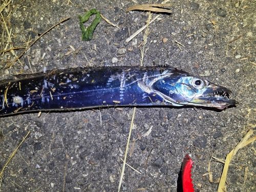 タチウオの釣果