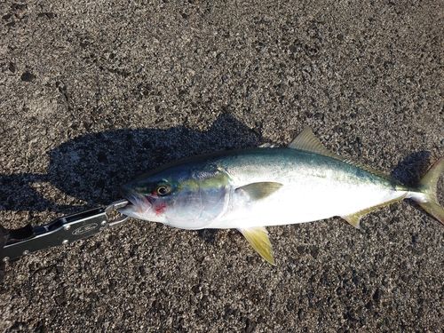 イナダの釣果