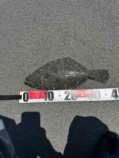 ソゲの釣果