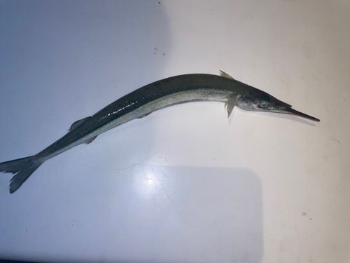 サヨリの釣果