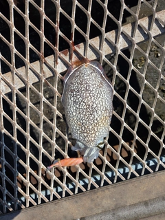 シリヤケイカの釣果
