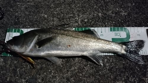 セイゴ（マルスズキ）の釣果