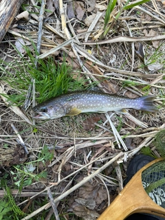 アメマスの釣果