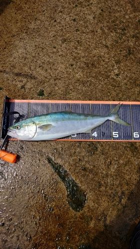 ワラサの釣果