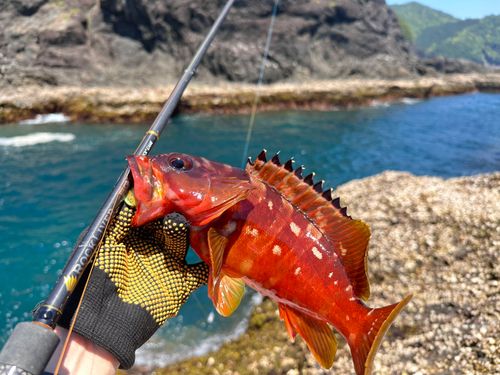 アカハタの釣果