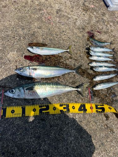 サバの釣果