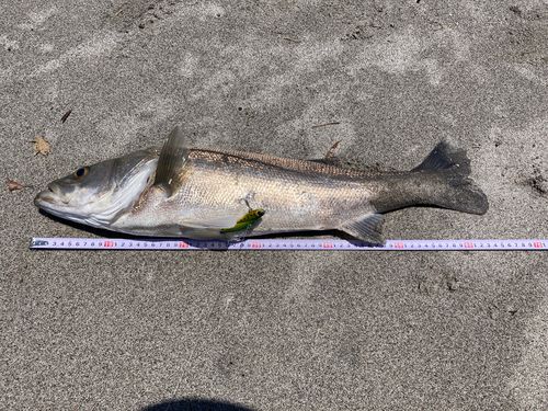 スズキの釣果