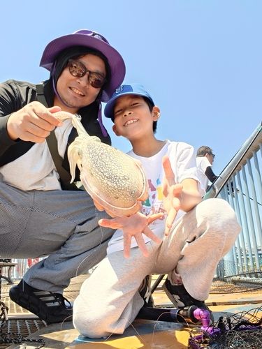 シリヤケイカの釣果