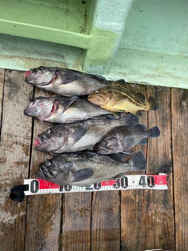 クロソイの釣果