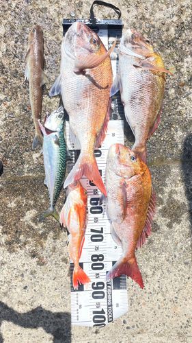 タイの釣果