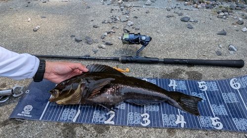 アイナメの釣果