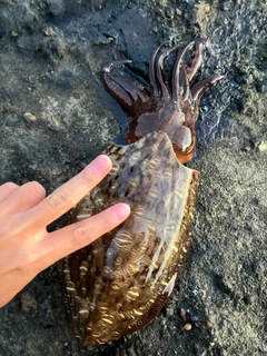 モンゴウイカの釣果