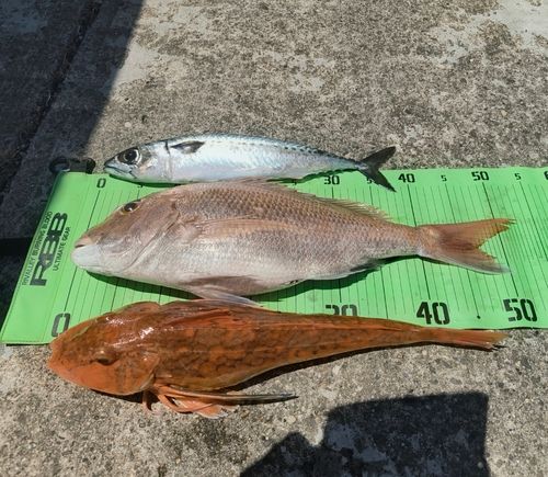 マダイの釣果