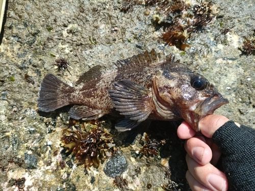 シマゾイの釣果
