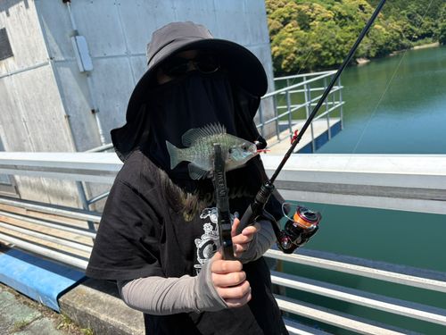 ブルーギルの釣果