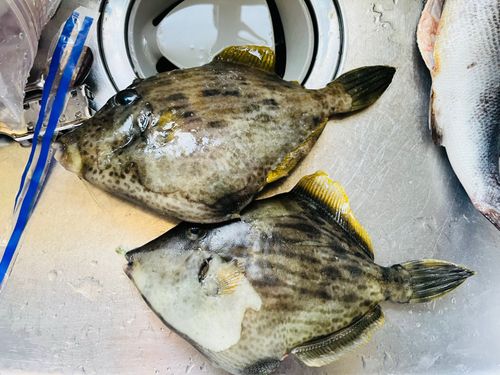 カワハギの釣果