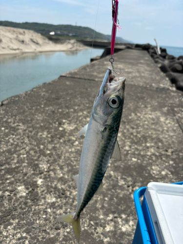 サバの釣果