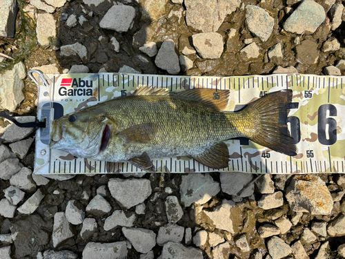 スモールマウスバスの釣果