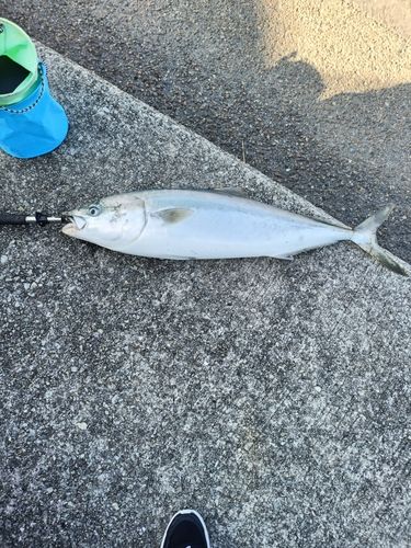 ブリの釣果