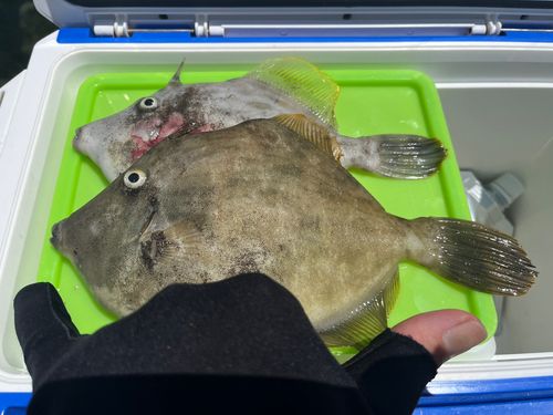 カワハギの釣果