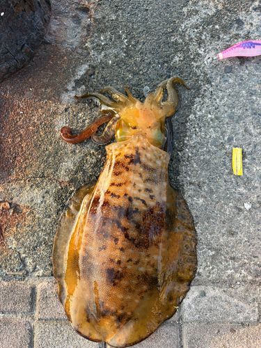 アオリイカの釣果