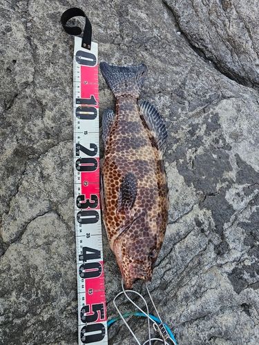 オオモンハタの釣果