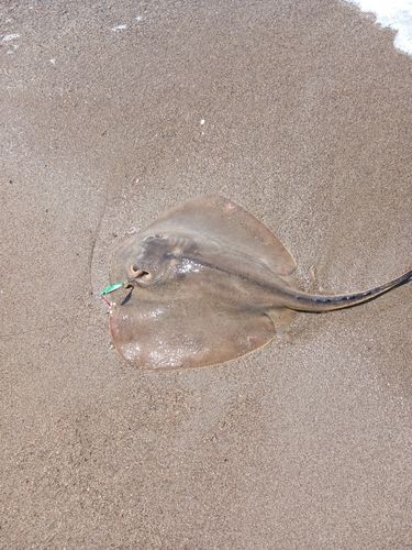 エイの釣果