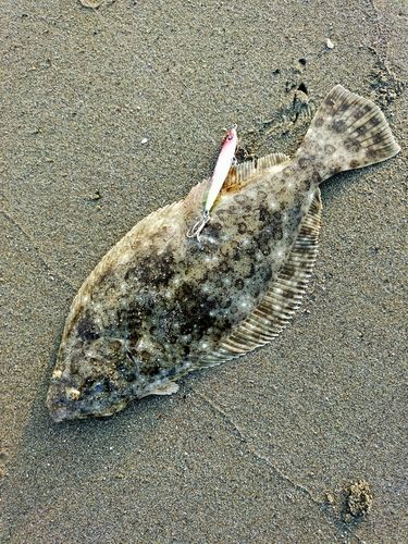 ソゲの釣果