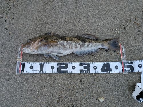 アイナメの釣果