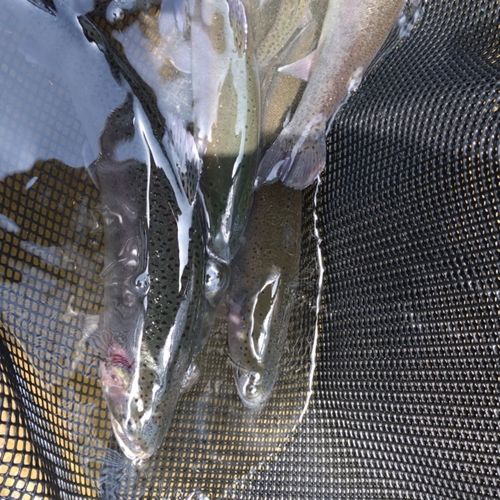 ニジマスの釣果