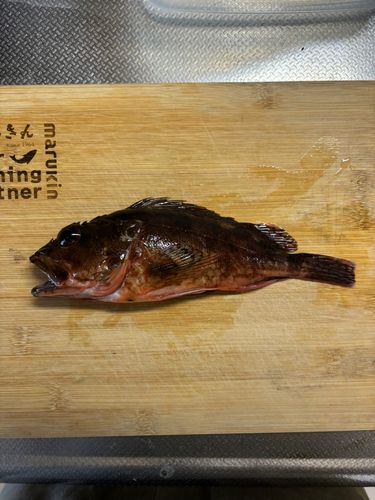 アラカブの釣果