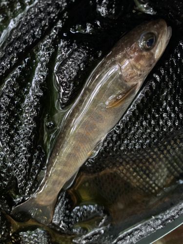 ニッコウイワナの釣果