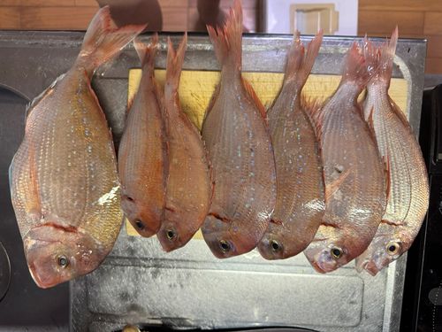 チダイの釣果