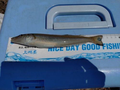 キスの釣果