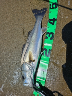 フッコ（マルスズキ）の釣果