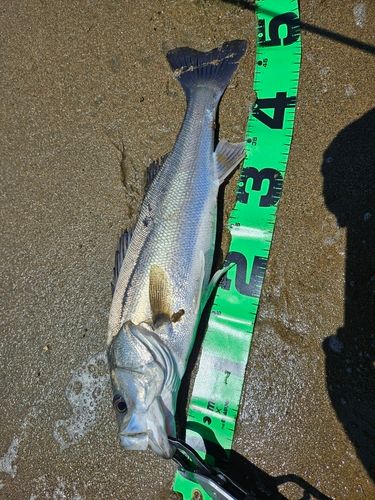 フッコ（マルスズキ）の釣果