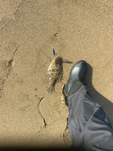 ソゲの釣果