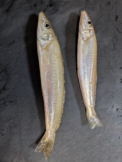 キスの釣果