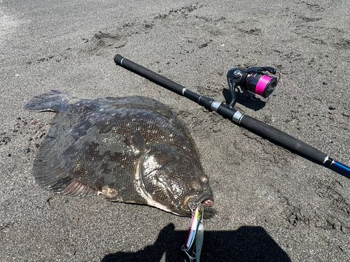 マツカワの釣果
