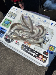 キスの釣果