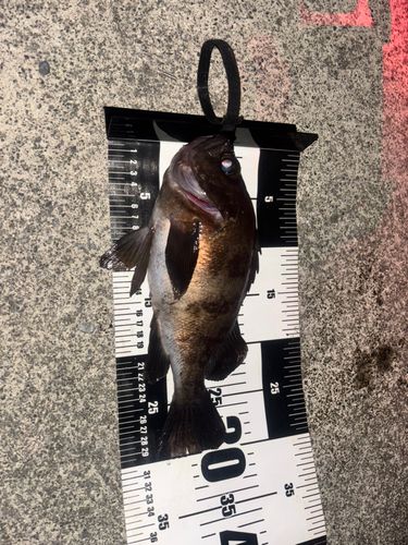 メバルの釣果