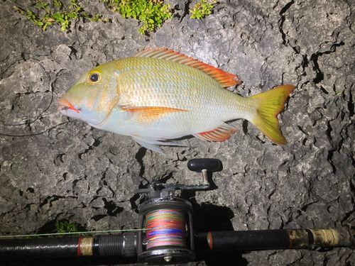 ハマフエフキの釣果