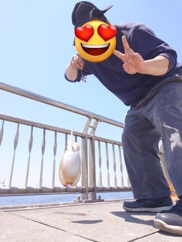 シリヤケイカの釣果
