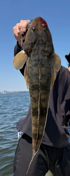 マゴチの釣果